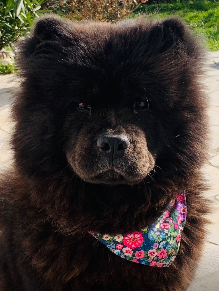 Papaye (Sans Affixe)