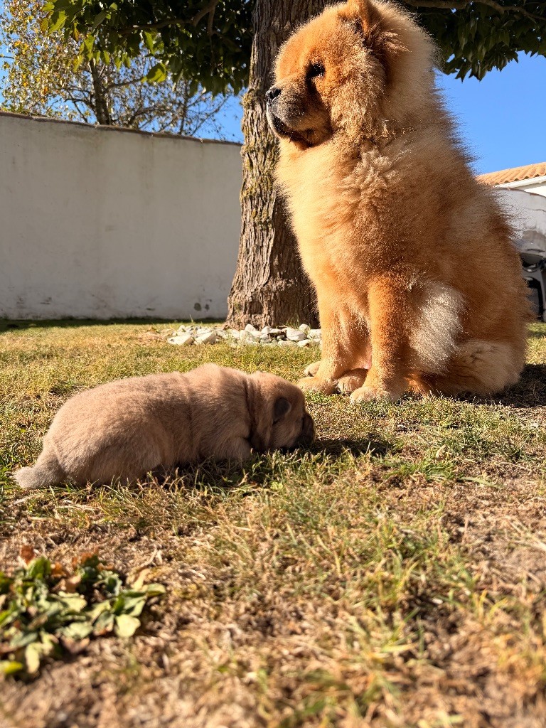 Usaji des Pantoufles d'Amour