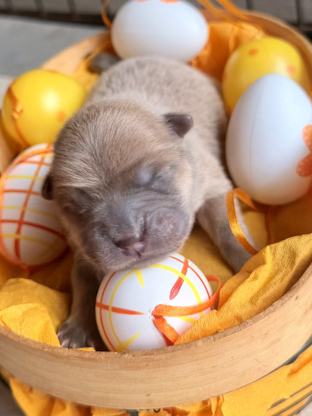 Des P’tits Grains De Sel - Chiots disponibles - Chow Chow