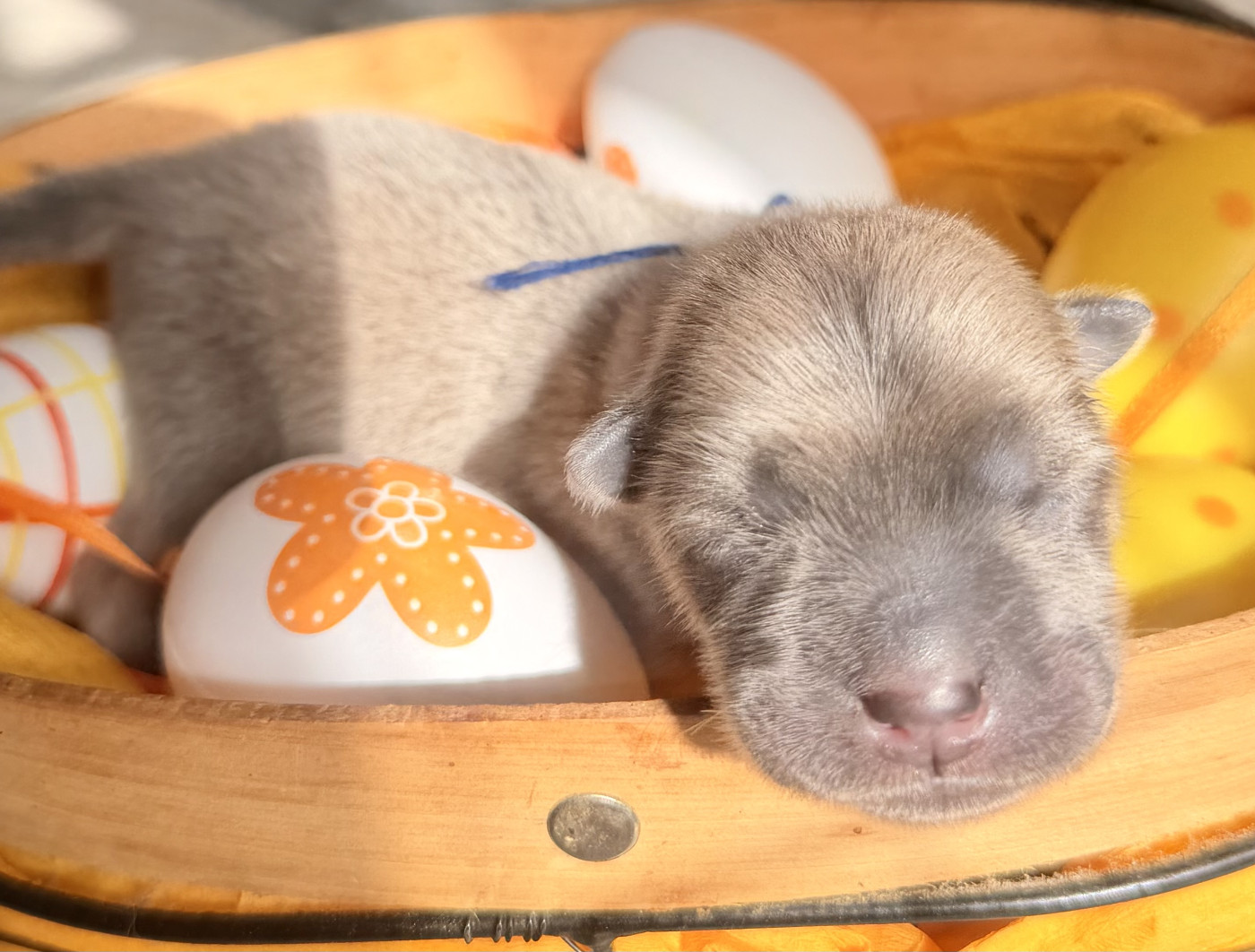 Des P’tits Grains De Sel - Chiots disponibles - Chow Chow