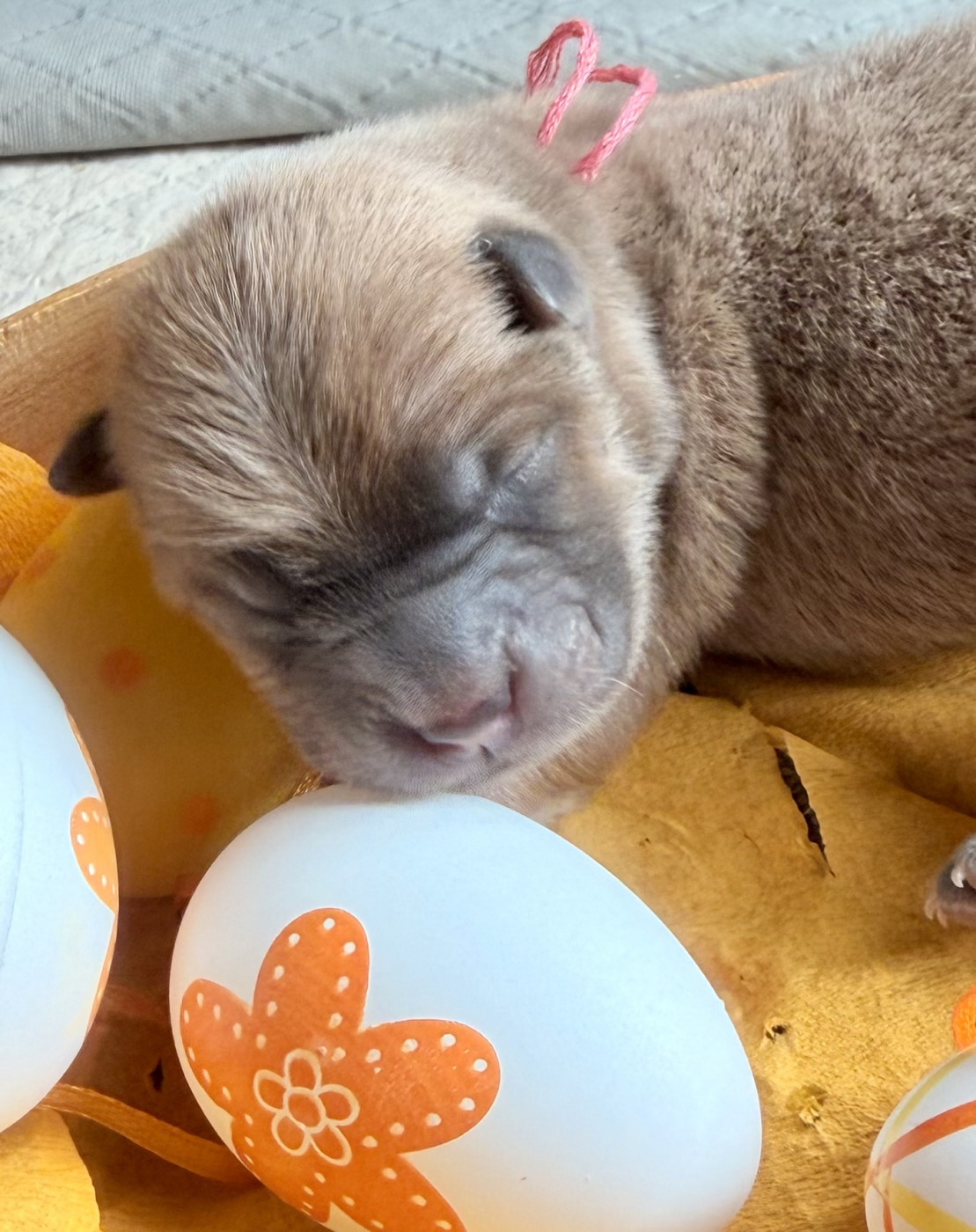 Des P’tits Grains De Sel - Chiots disponibles - Chow Chow