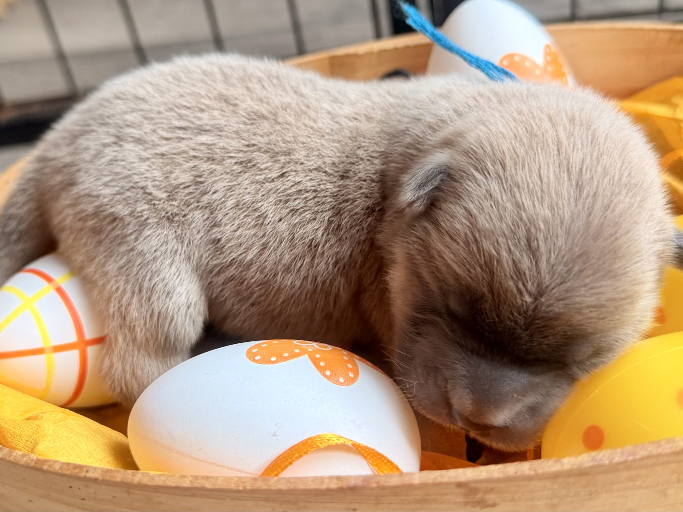 Des P’tits Grains De Sel - Chiots disponibles - Chow Chow