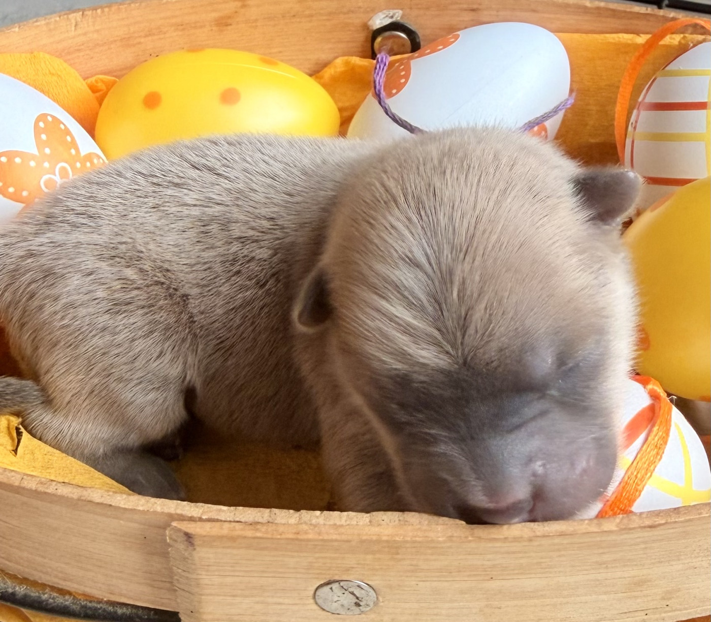 Des P’tits Grains De Sel - Chiots disponibles - Chow Chow