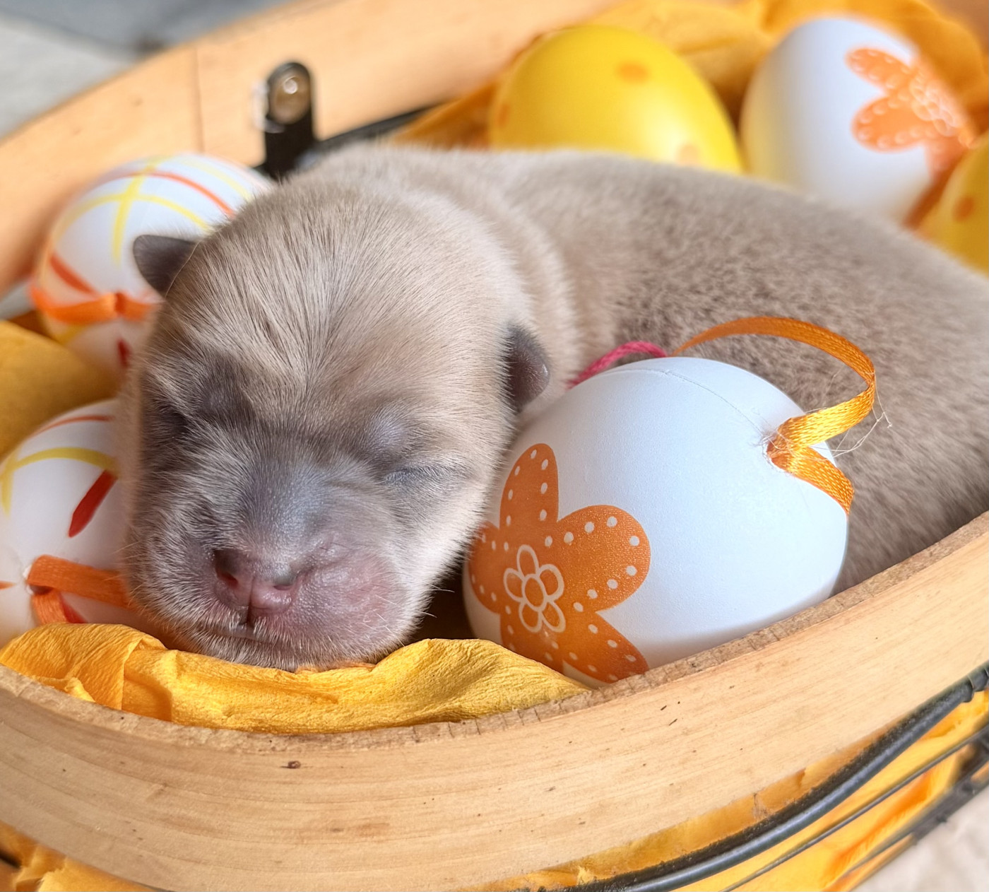 Des P’tits Grains De Sel - Chiots disponibles - Chow Chow