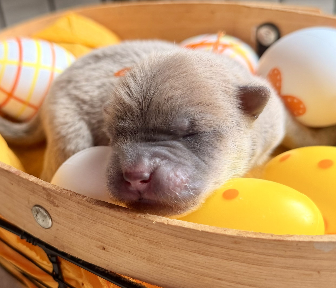 Des P’tits Grains De Sel - Chiots disponibles - Chow Chow