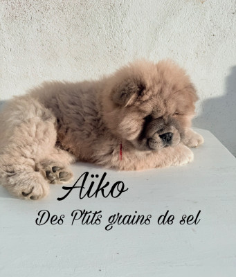 CHIOT 1
