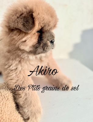 CHIOT 3